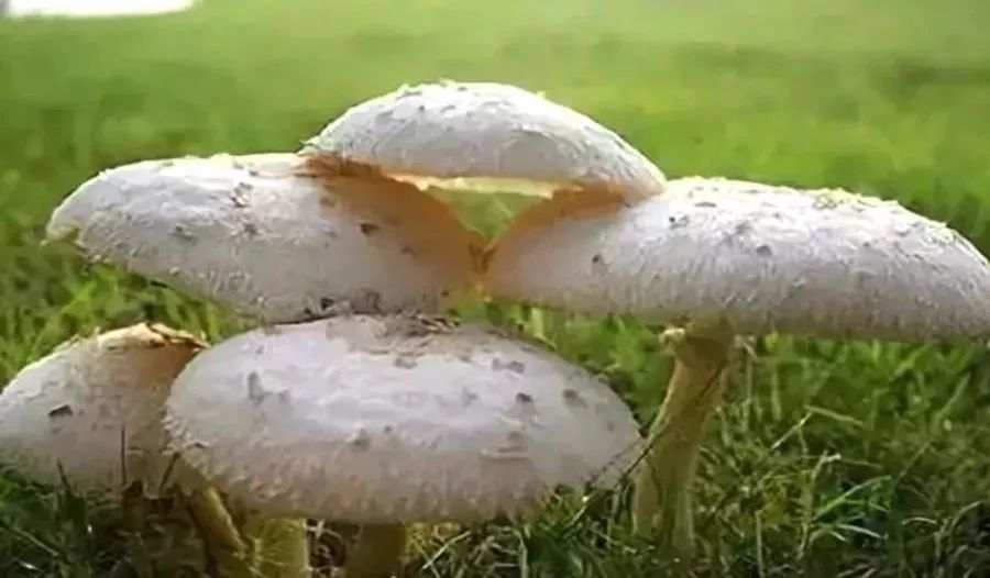 蘑菇中毒无药可解!