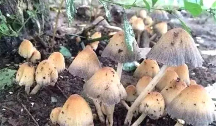 裂皮鹅膏 毒蝇伞 狗尿苔 秋日小圆帽