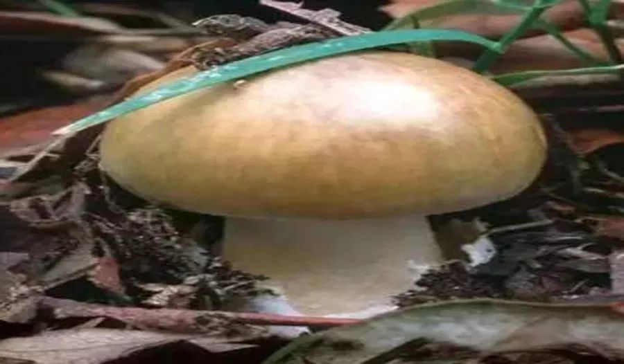 狗尿苔 秋日小圆帽 白霜杯伞