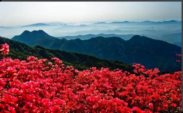 广西漫山遍野都是杜鹃花,别辜负这人间!约