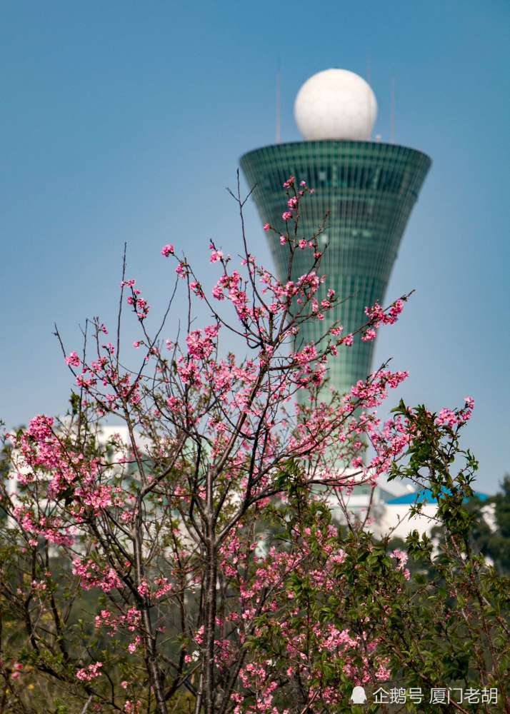 不用去武大看樱花,厦门市区就有"樱花街—厦门赏樱大全