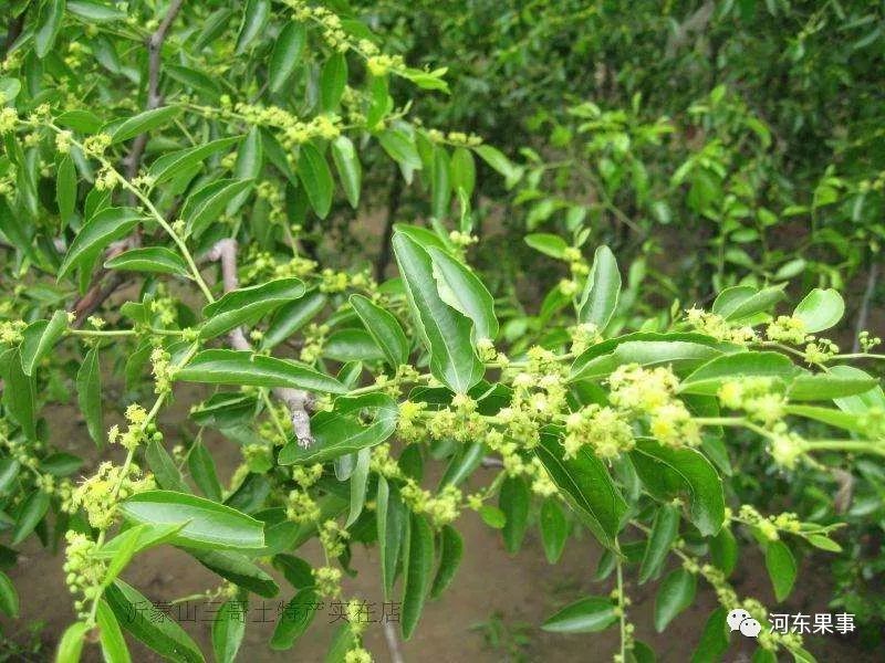 枣树花期将至,落花落果该怎么办