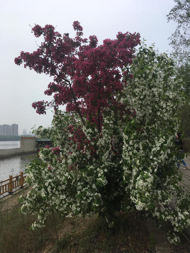 沈阳浑河岸边现一棵树上两种颜色盛开的海棠花