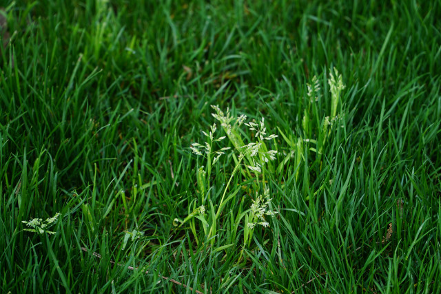 小草偷偷地从土地里钻出来,嫩嫩的,绿绿的