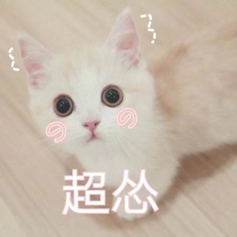 小奶猫表情包:看我卡姿兰大眼睛!我可爱吗?啊,我可不