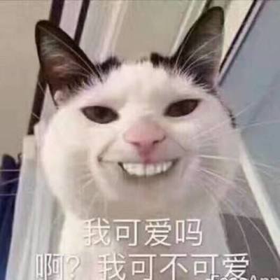 小奶猫表情包:看我卡姿兰大眼睛!我可爱吗?啊,我可不