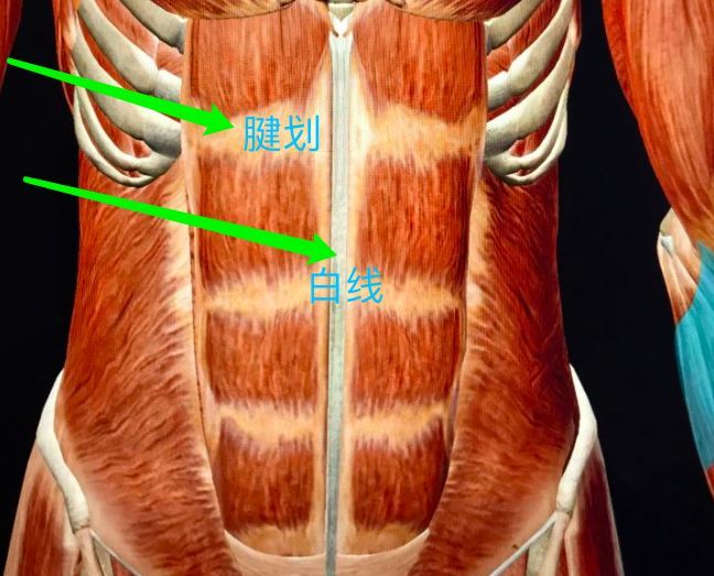 首先, 腱划和白线共同决定腹肌的形态,白线将腹肌分为左右,而腱划将