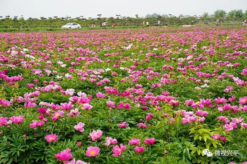 这两天,在兴平市庄头镇八里村,100亩芍药竞相开放.