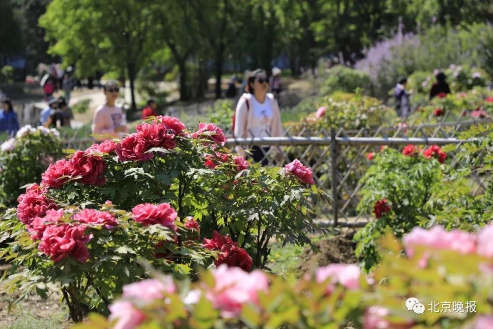 五一北京各景区都人从众?不妨来植物园这条冷