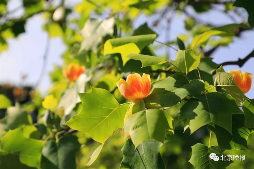 五一北京各景区都人从众?不妨来植物园这条冷
