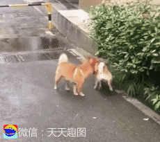 谢谢观看~天天趣图祝您开心快乐每一天!