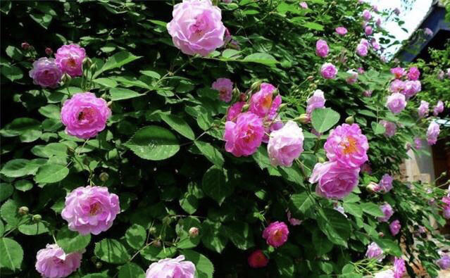 满架蔷薇一院香 谁说炎炎夏日里没有好花 看点快报