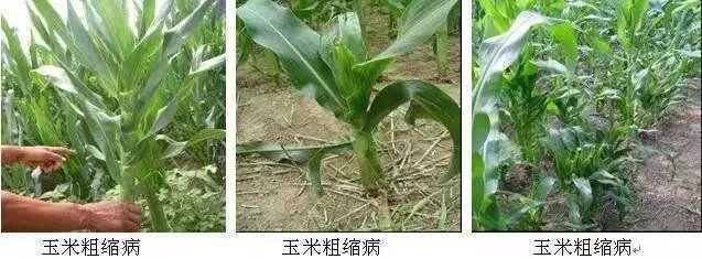 玉米苗期常见病虫害汇总,防治方法都在这里了