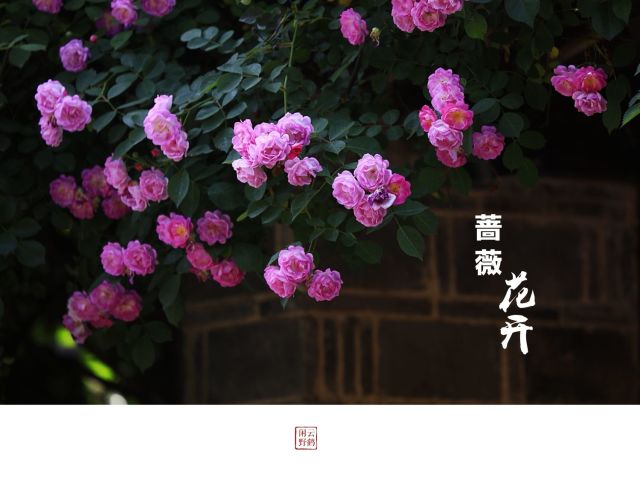 蔷薇蔷薇处处开简谱_影曲精赏 蔷薇处处开