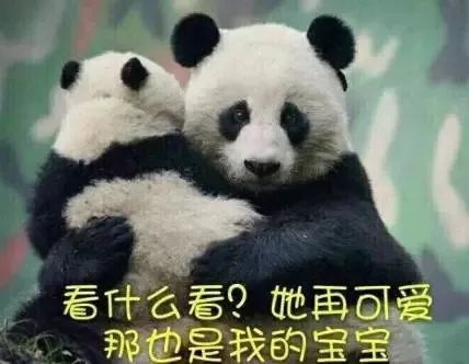 表情包:可爱的熊猫表情包!