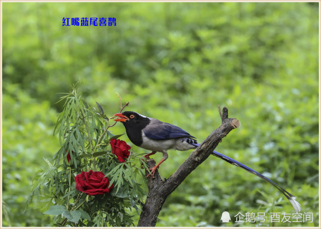 摄影:公园遇见红嘴蓝尾喜鹊