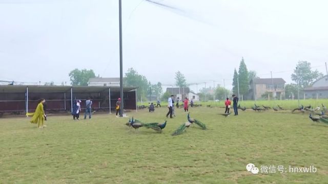 澧县有多少人口_澧县一中(3)
