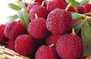 red bayberry,consumer surplus 杨梅 waxberry red bayberry