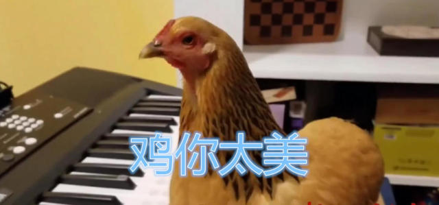 最近蔡徐坤打篮球的背景音乐鸡你太美这个舞蹈,被很多网友纷纷恶搞
