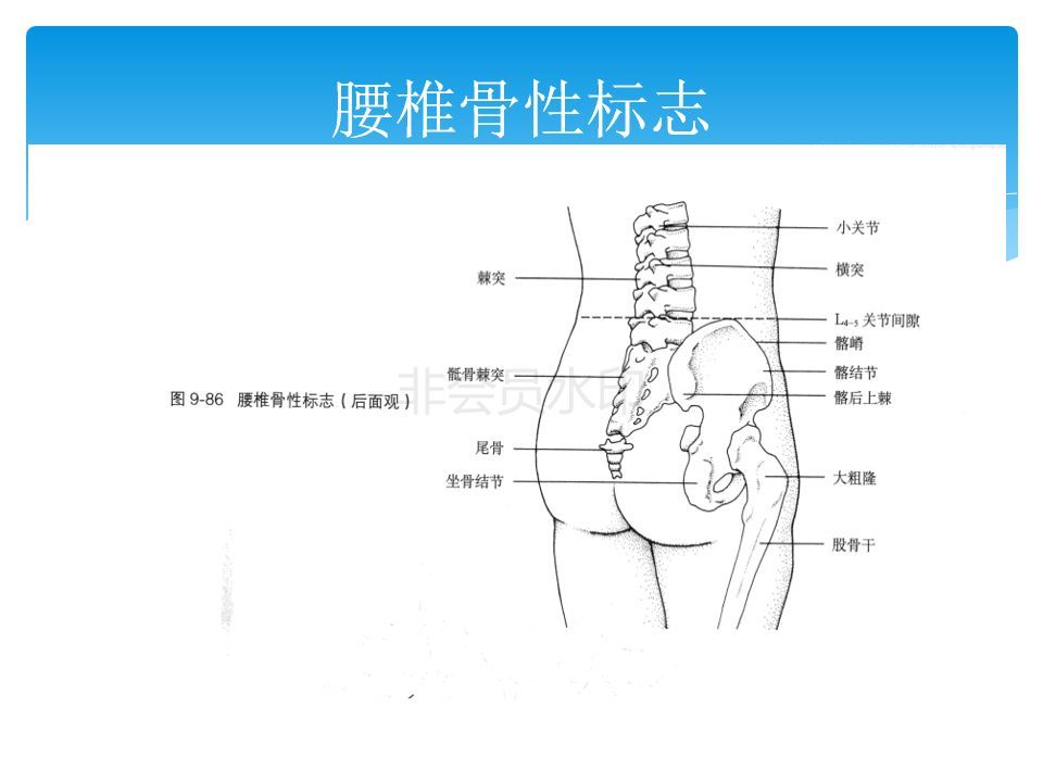 应让被检查者作前屈后伸,左右侧弯及旋转运动,其正常活动度为:颈段