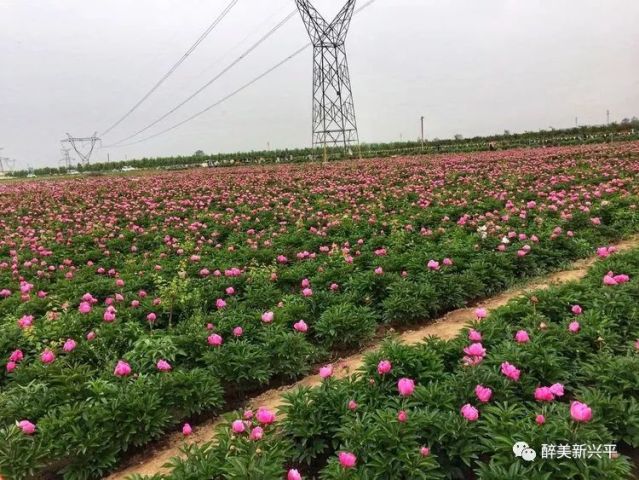 火了的兴平八里村,除了近千亩花海,还和楚汉相争的历史有关,你知道吗?