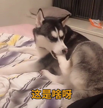哈士奇拆家被打之后改咬自己的脚了,二哈:味道