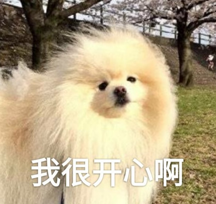 超可爱的博美专用表情:这大风吹的,"吹瞎"了我的狗眼!
