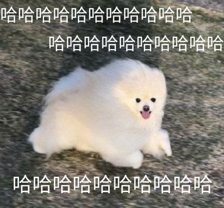 超可爱的博美专用表情:这大风吹的,"吹瞎"了我的狗眼!