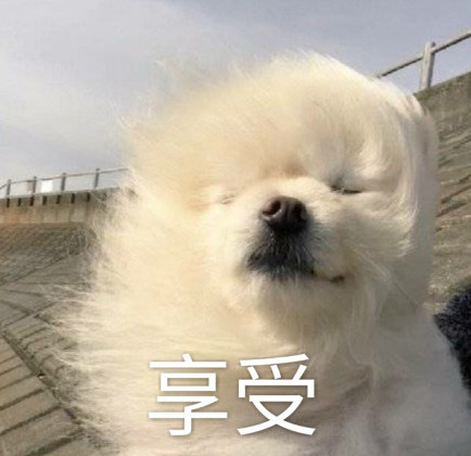超可爱的博美专用表情:这大风吹的,"吹瞎"了我的狗眼!