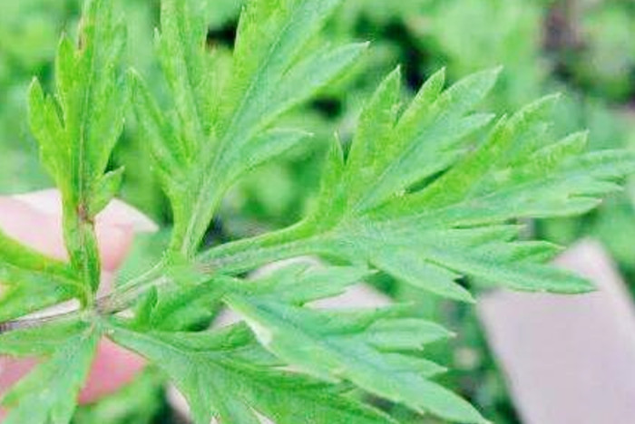 它是子宫肌瘤的"死对头",女人每日食一点,散瘀化包不长癌!