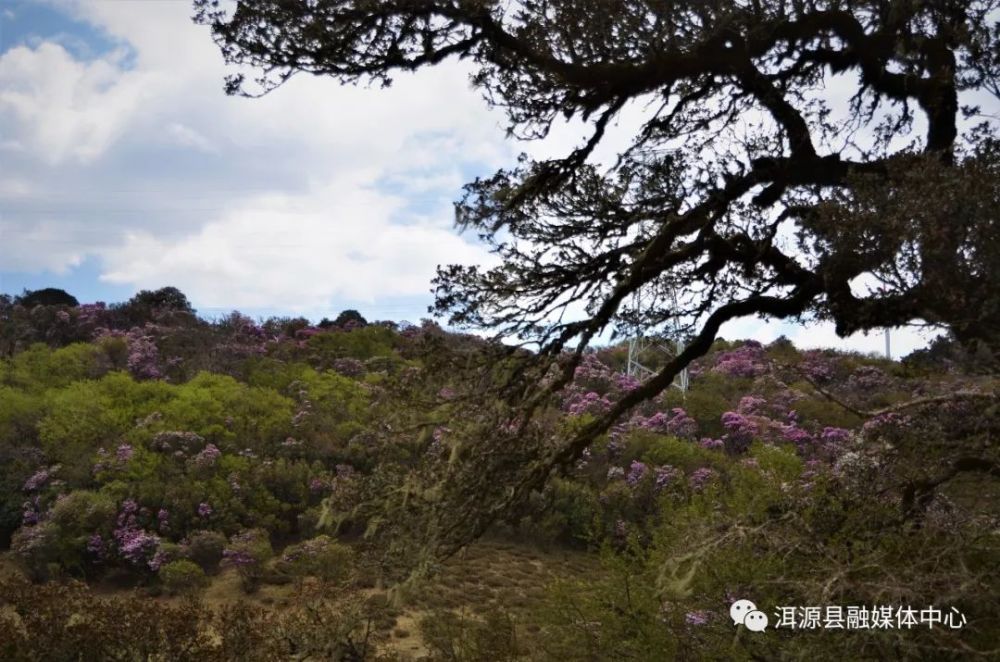 洱源马鞍山漫山杜鹃盛放,5月赏花正当时!