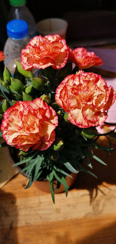 母亲节之花—康乃馨,不只是切花,还可盆栽,花期长,漂亮又好养