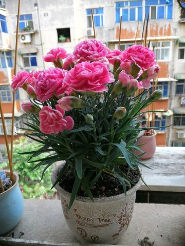 母亲节之花—康乃馨,不只是切花,还可盆栽,花期长,漂亮又好养