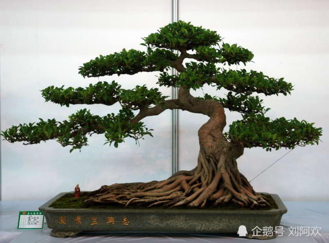 养殖罗汉松,学会这一技巧,枝繁叶茂观赏价值大大提升