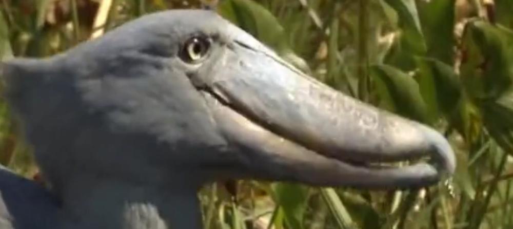 世界上头最大的鸟,也是鳄鱼的死敌,却会给人鞠躬