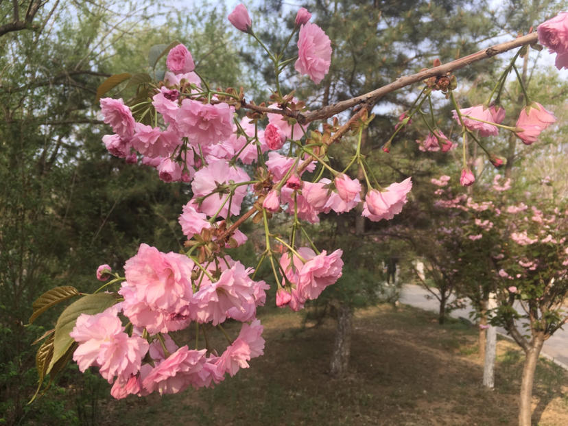 沈阳长白岛公园内樱花盛开