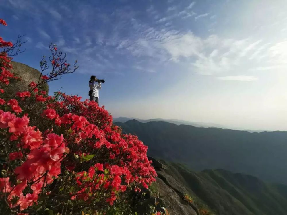 "北京游客包俊强见到满山遍野怒放的杜鹃花海,不