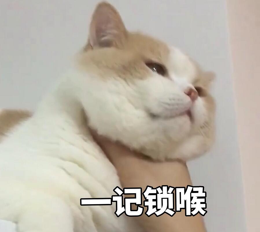 抱走这套猫咪表情包,你可以比它更萌!