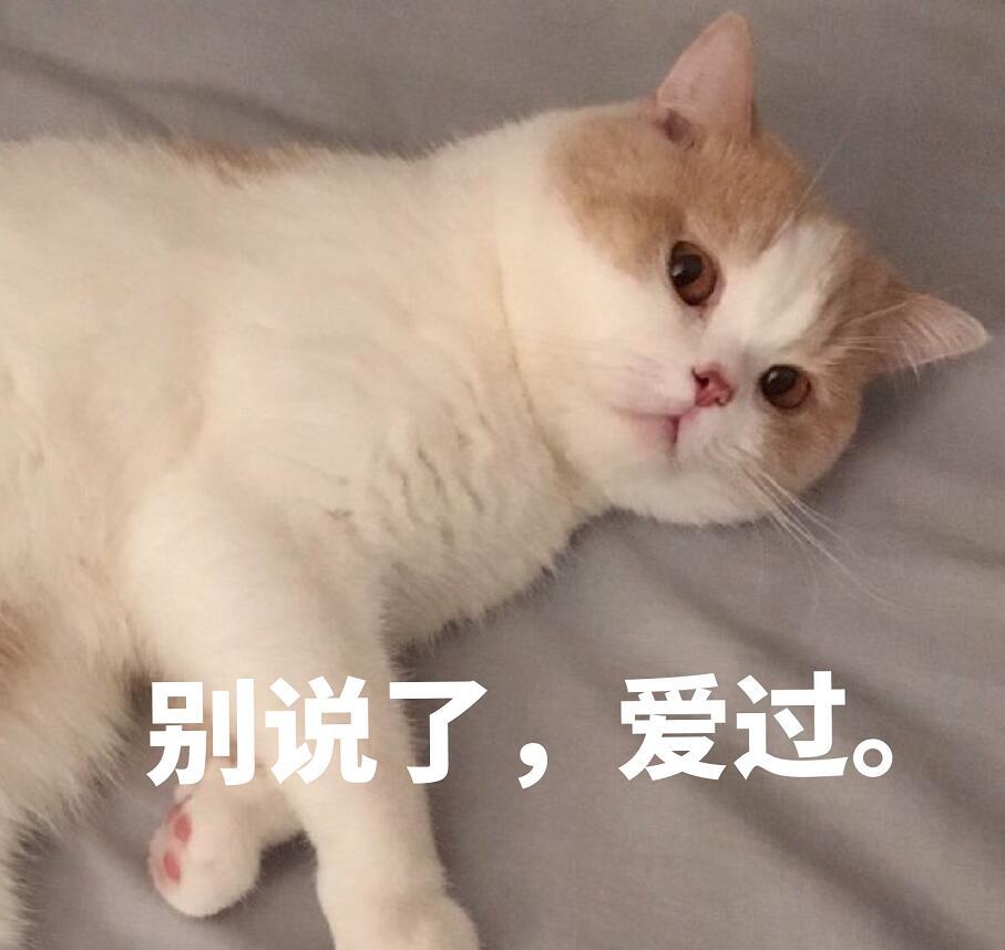 抱走这套猫咪表情包,你可以比它更萌!