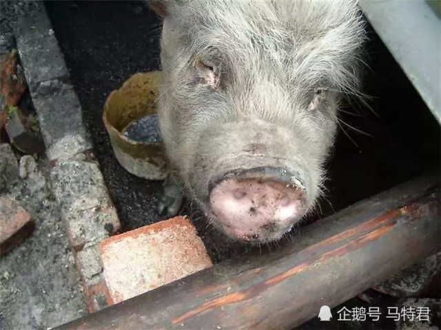 曾在汶川大地震中,被埋36天还存活的"猪坚强",现状