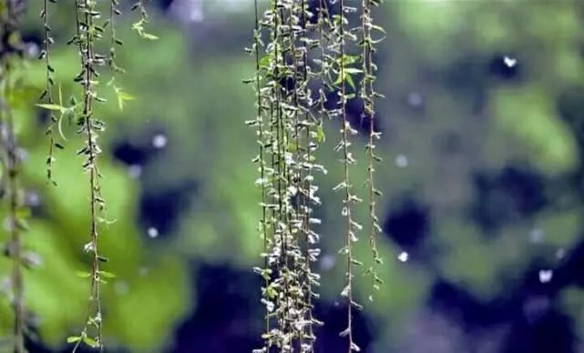 玄鸟天吴:我站在柳絮飘飞的江边|诗歌