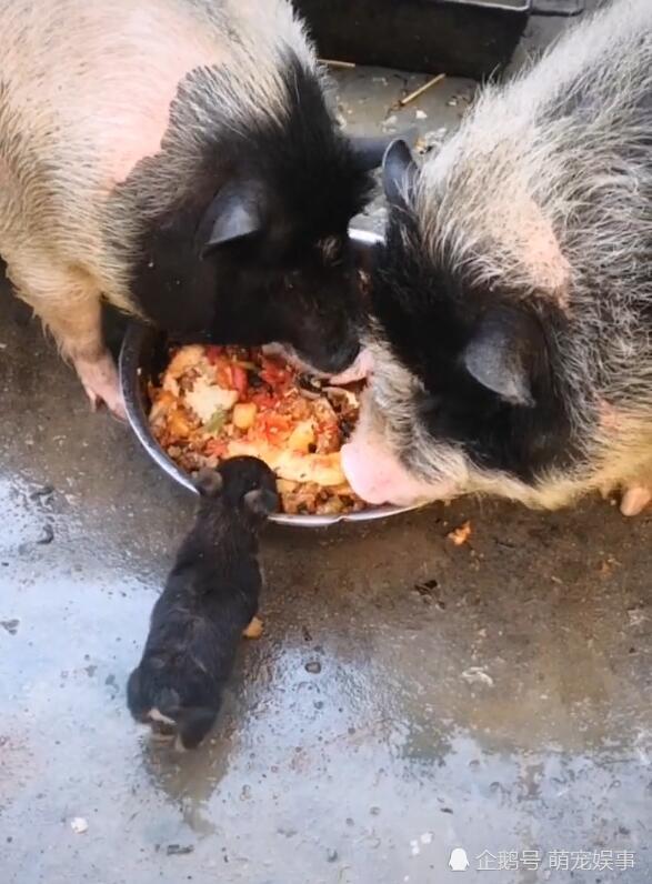 小狗崽跟大猪抢食,主人捏了一把冷汗,小狗小命变成