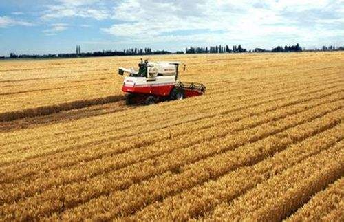 一农民种植了1小麦gdp_小麦为何会大片死亡,原来是因为这几点(2)