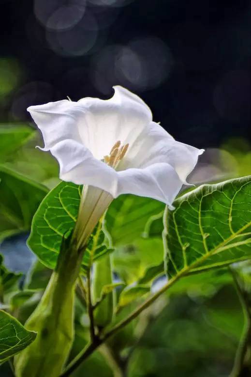 醉心花(曼陀罗)