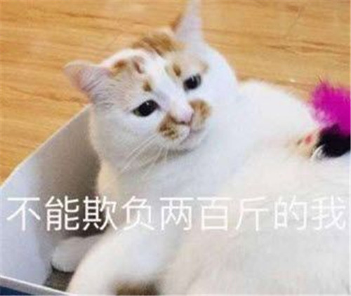 可爱萌宠猫咪表情包:我的脸是被满脑子的智慧撑大的