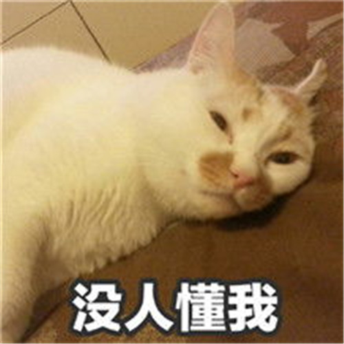 可爱萌宠猫咪表情包:我的脸是被满脑子的智慧撑大的
