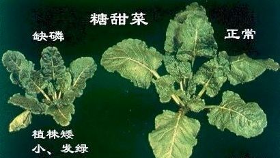 不懂氮,磷,钾作用的农民,请认真读完这篇文章