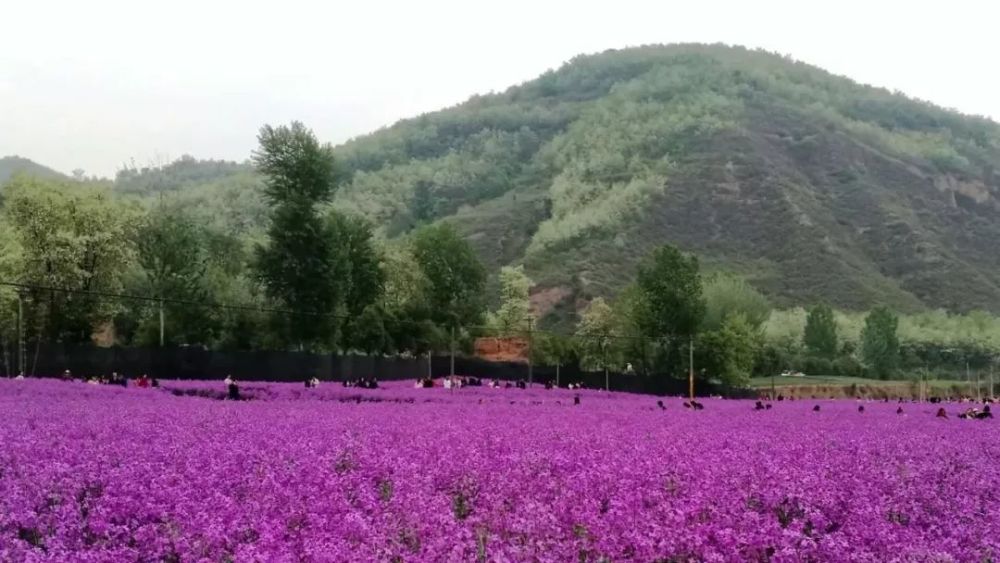 距离西安2小时,一大片紫色花海刚被发现!周末快去占领!