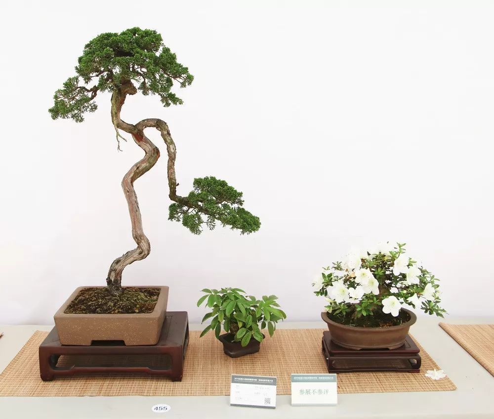 此景只应天上有——上百组精品小盆景让您赏个够!