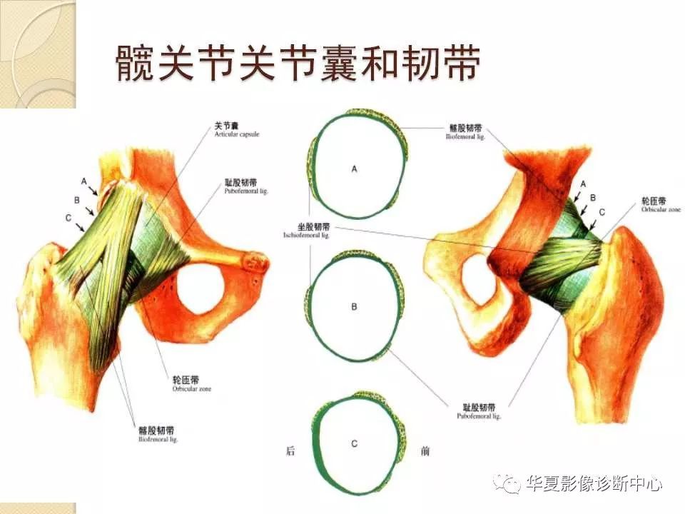 骨科精读|从髋关节的解剖到手术入路全过程,你要的全!